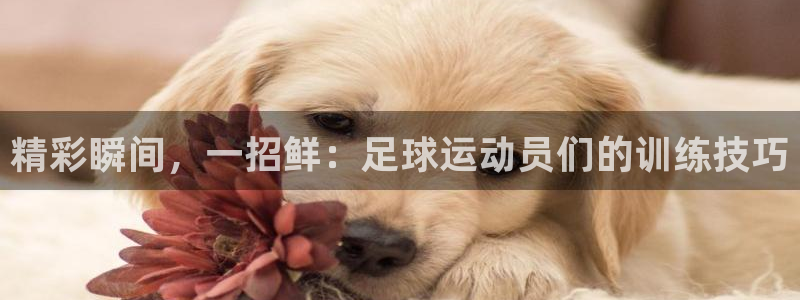 公海赌赌船官网下载平台假的吗是真的吗：精彩瞬间，一招